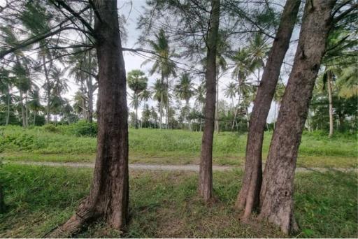 FOR SALE‼ BEACH LAND IN THA SALA, NAKHON SI - 920121030-49