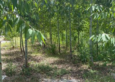 Land for sale near the road near the sea, Naklua, Banglamung, Chonburi.  Land 1-0-64 Rai