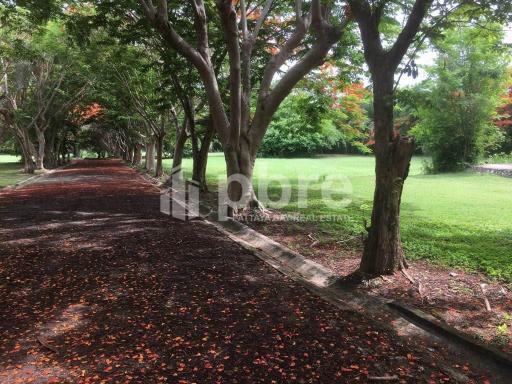 Large plot Land for sale in Ban Amphur