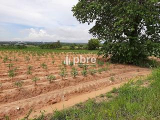 Land for sale 12 Rai in Takhian Tia