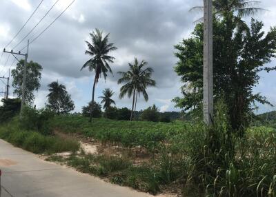 3 rai 3ngan 45 sqwah. Land sale 3.5M per rai Poong Chonburi