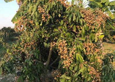 Land with fully grown Longan and Mango trees