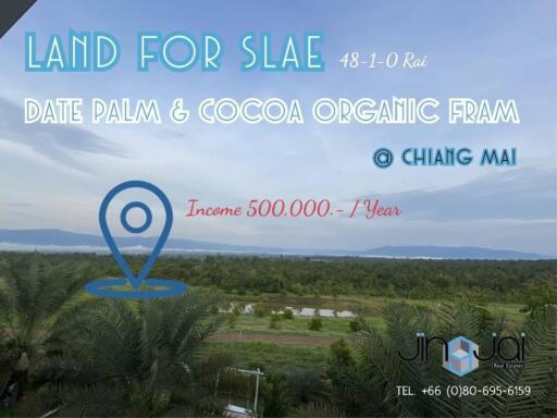 Dates And Cocoa Fram & Vacation House For sale @chiangmai Income 500,000 / Year