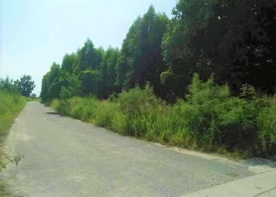 Land For sale In Bangsean