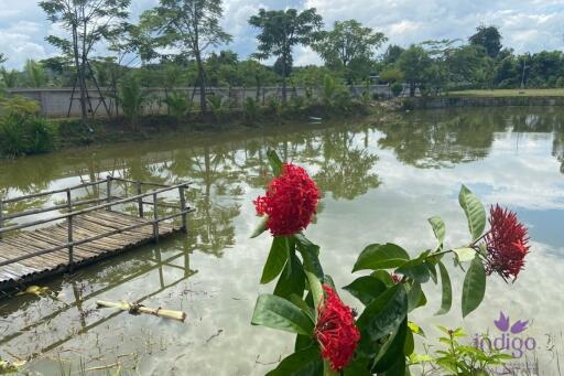 Established farm with fruit trees, flowering trees, fish pond and rice field. Water and electricity ready in Doi Saket countryside , Chiang Mai