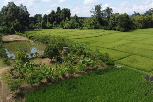 Established farm with fruit trees, flowering trees, fish pond and rice field. Water and electricity ready in Doi Saket countryside , Chiang Mai