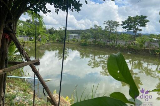 Established farm with fruit trees, flowering trees, fish pond and rice field. Water and electricity ready in Doi Saket countryside , Chiang Mai