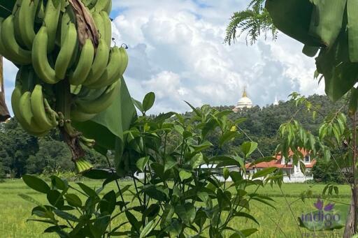 Established farm with fruit trees, flowering trees, fish pond and rice field. Water and electricity ready in Doi Saket countryside , Chiang Mai