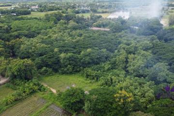 Land for sale in a semi-rural area in Doi Saket. Only 3,000 baht/wah.