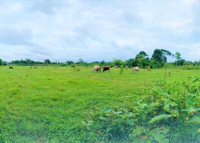 Land in Huay Yai Pattaya 11 Rai