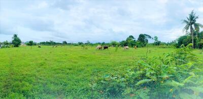 Land in Huay Yai Pattaya 11 Rai