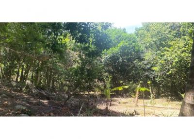 Land for Lease Mountain View with small waterfall - 920121059-4