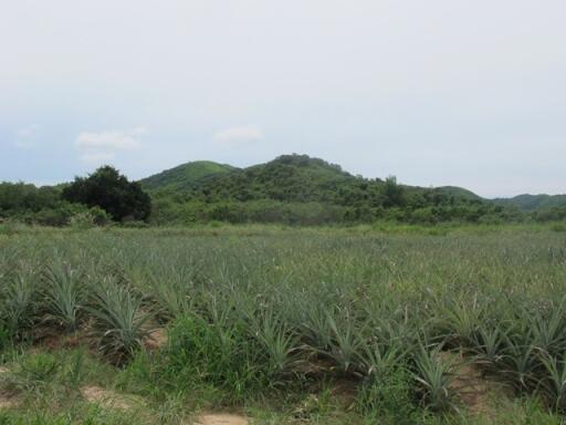 Nong Plub land for sale