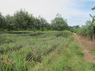 Nong Plub land for sale
