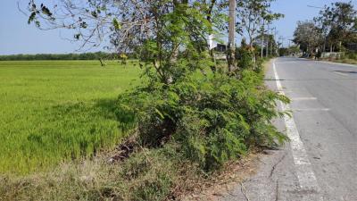 Land for sale, 51 rai, Road 3047, Lamlad-Ladbua, Bangtoei, Sam Khok, Pathum Thani., Pathum Thani.