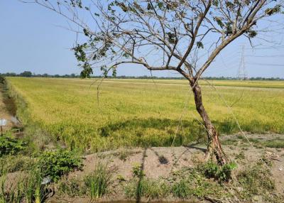 Land for sale 31 rai 248 square wah, Road 3014, Khu Khwang, Lat Lum Kaew, Pathum Thani., Pathum Thani.