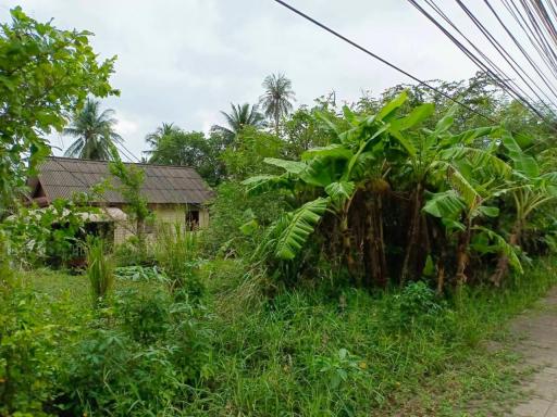 Land for sale 1 rai 3 ngan 63 square wa, Thaweerat Phakdi Road, Maenam , Koh Samui , Surat Thani