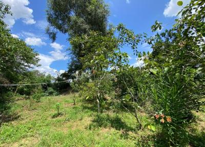 Land for sale by the Ping River, Muang Kaew, Mae Rim, Chiang Mai