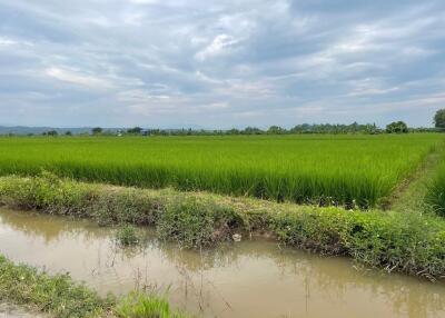 แปลงใหญ่สําหรับขายในแม่ริม, เชียงใหม่