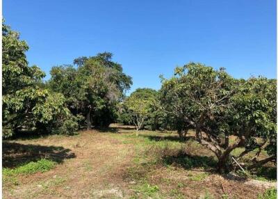 7 Rai Beautiful Land For Sale In Nam Phrae