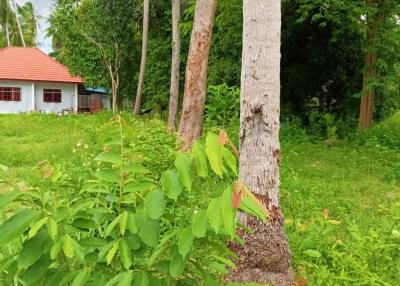 Large plot of flat land for sale in Na Muang