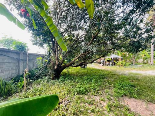 Land with House in Nong Mai Kaen for Sale