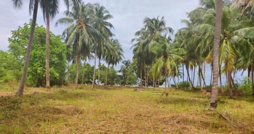 5,388 Sqm. Land listed for ฿ 55,000,000.