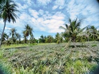 Large land in Pong area for sale