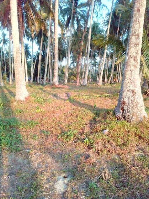 Beachfront land 53 Rai (84800 sq/m) in Koh Kood island for sale