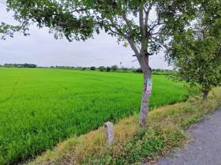 Land - Rice field