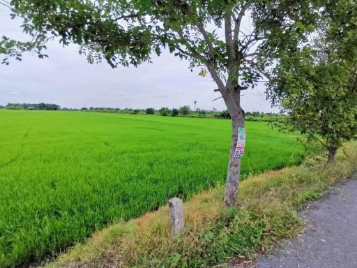 Land - Rice field