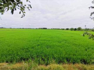 Land - Rice field