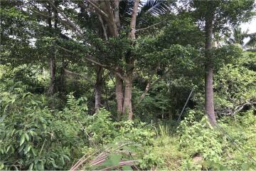 Land for Sale: Mountain View @ Mae Nam - 920121018-219