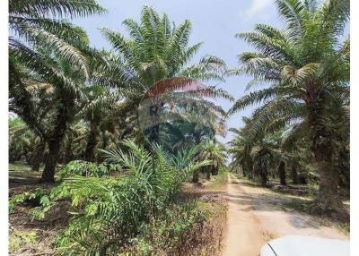 Palm plantation and produce,  Surat Thani Province - 920121038-124