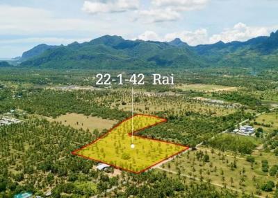 Large plot of Land for Sale at Dolphin Bay