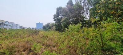 Land Plot 8Rai in Thappraya for Sale