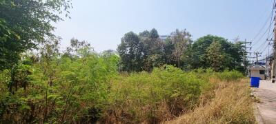 Land Plot 8Rai in Thappraya for Sale