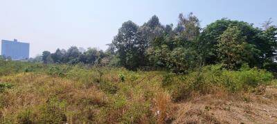 Land Plot 8Rai in Thappraya for Sale