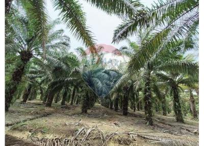 Palm plantation and produce,  Surat Thani Province - 920121038-125