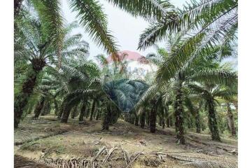 Palm plantation and produce,  Surat Thani Province - 920121038-125