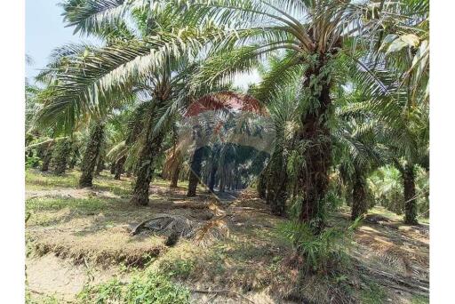Palm plantation and produce,  Surat Thani Province - 920121038-125