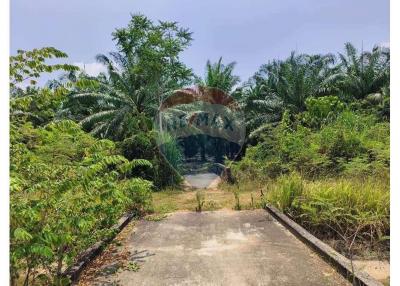 Palm plantation and produce,  Surat Thani Province - 920121038-125