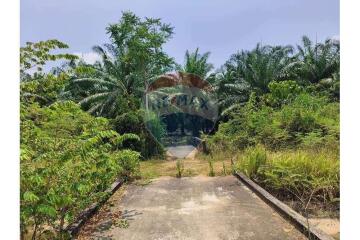 Palm plantation and produce,  Surat Thani Province - 920121038-125