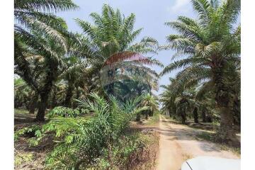 Palm plantation and produce,  Surat Thani Province - 920121038-125