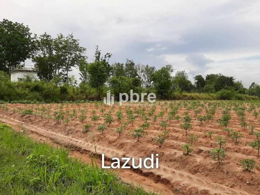 Land for sale 12 Rai in Takhian Tia