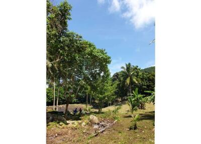 Big land plot 5 Rai for Sale in Maenam, Koh Samui - 920121001-1782