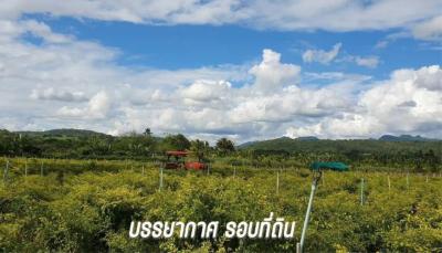 Land for sale next to the Ping River with a view of Doi Chiang Dao in Chiang Mai Province.