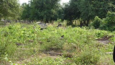 Overgrown greenery and debris on a neglected property