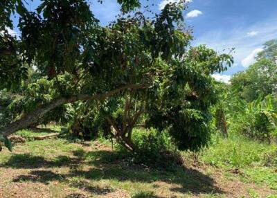 A beautiful plot of land for sale in Mae Rim, Chiang Mai