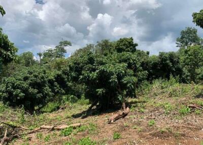 A beautiful plot of land for sale in Mae Rim, Chiang Mai